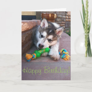 Alaskan Malamute Puppy Chewing Rope Toy Fotografie Karte