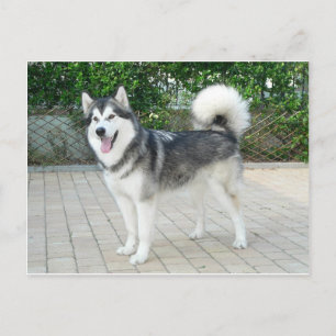 Alaskan Malamute Puppy Dog Postkarte