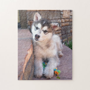 Alaskan Malamute Puppy Head Tilt Fotograf Puzzle