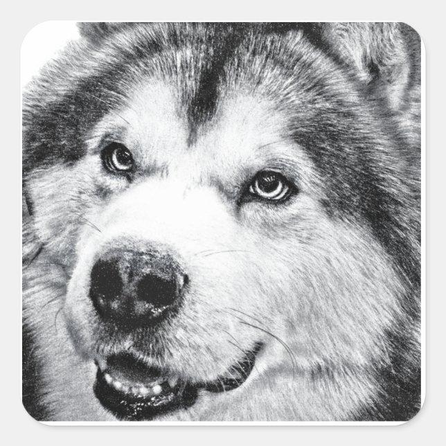 ALASKAN MALAMUTE QUADRATISCHER AUFKLEBER (Vorderseite)