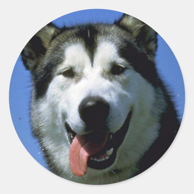 Alaskan Malamute Runder Aufkleber (Vorderseite)