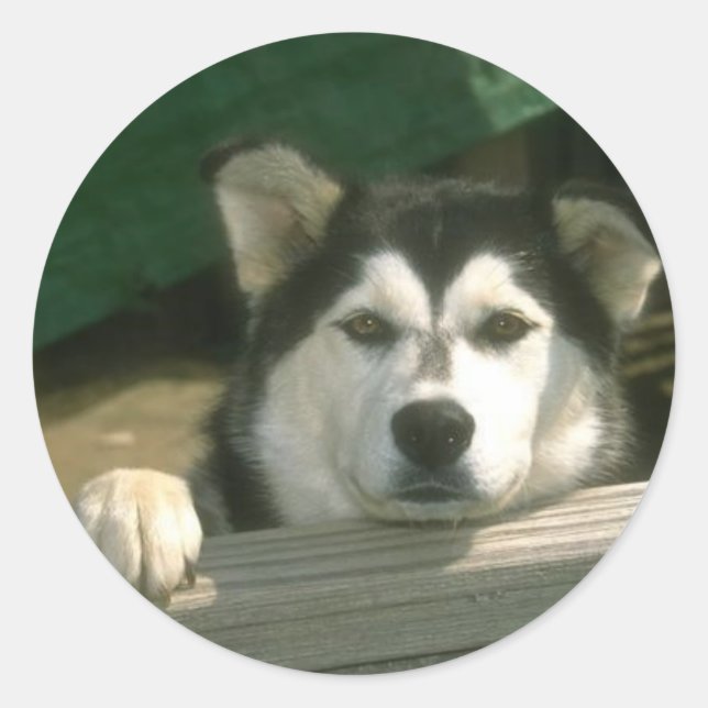 Alaskan Malamute Sticker (Vorderseite)