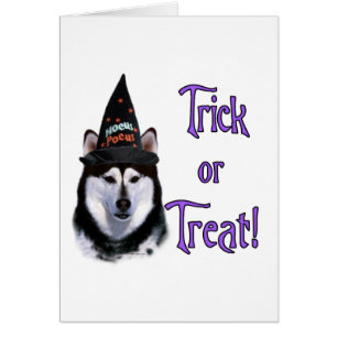 Alaskan Malamute Trick