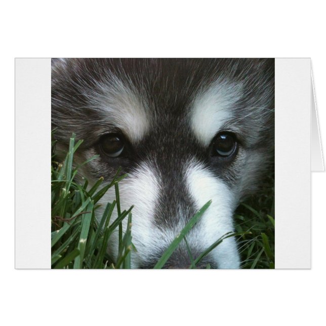 Alaskan Malamute Welpe (Vorderseite (Horizontal))