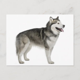 Alaskan Malamute Welpen-Hund Postkarte