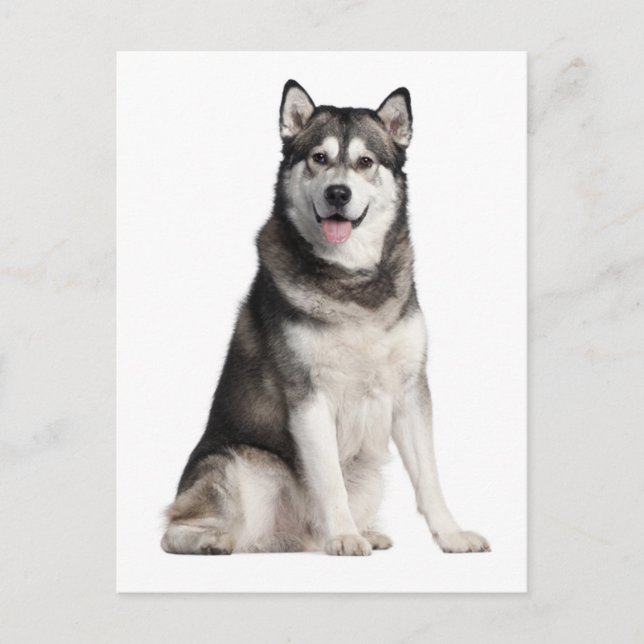 Alaskan Malamute Welpendoppy Postkarte (Vorderseite)