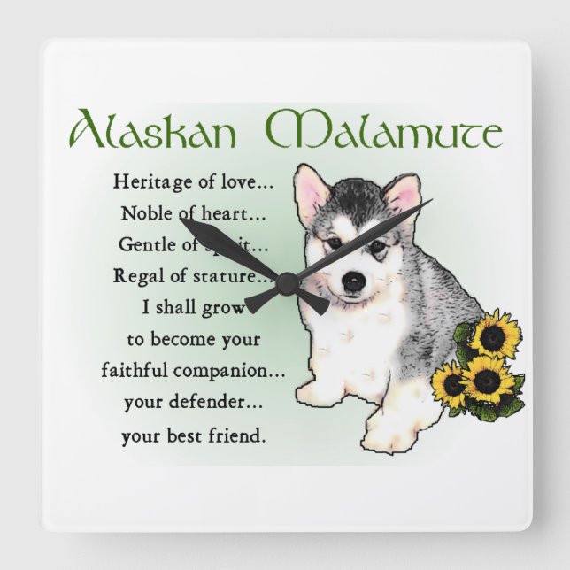 Alaskan Malamute Welpenerbe der Liebe Quadratische Wanduhr (Vorderseite)