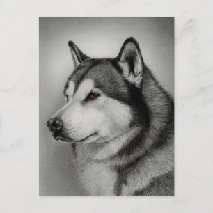 Alaskan Malamute Welpenhund Postkarte