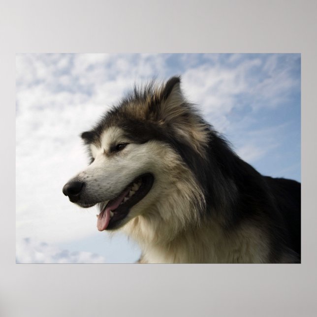 Alaskan Malamutes Poster (Vorne)