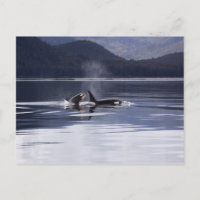 Alaskan Orcas Schwimmen Killerwale Alaska