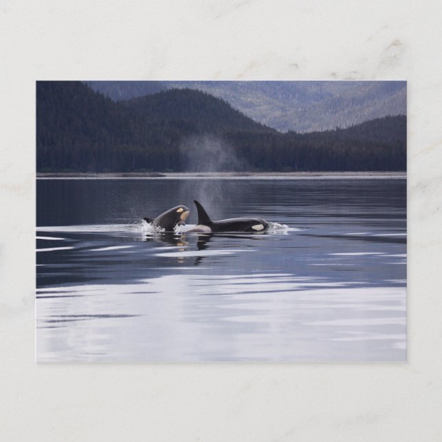 Alaskan Orcas Schwimmen Killerwale Alaska Postkarte (Vorderseite)