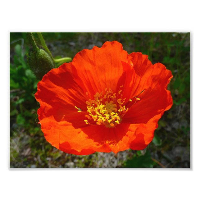 Alaskan Red Poppy Colorful Blume Fotodruck (Vorne)