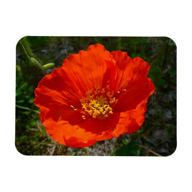 Alaskan Red Poppy Colorful Blume Magnet (Horizontal)