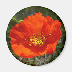 Alaskan Red Poppy Colorful Blume Magnet