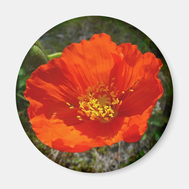 Alaskan Red Poppy Colorful Blume Magnet (Vorne)