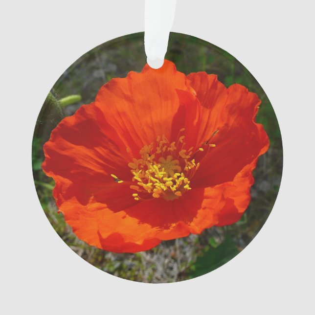Alaskan Red Poppy Colorful Blume Ornament (Vorderseite)