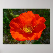 Alaskan Red Poppy Colorful Blume