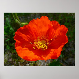 Alaskan Red Poppy Colorful Blume Poster