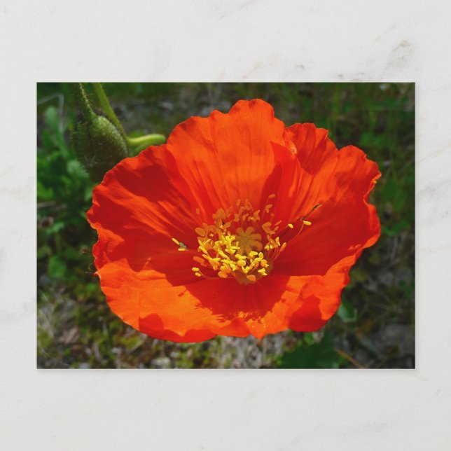 Alaskan Red Poppy Colorful Blume Postkarte (Vorderseite)