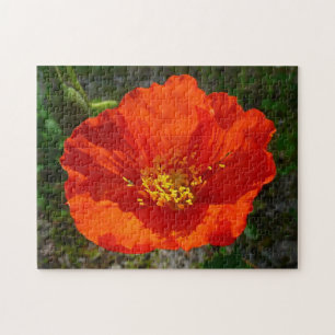 Alaskan Red Poppy Colorful Blume Puzzle