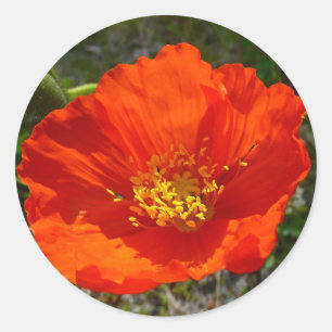 Alaskan Red Poppy Colorful Blume Runder Aufkleber