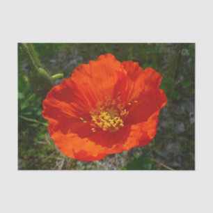 Alaskan Red Poppy Colorful Blume Seidenpapier