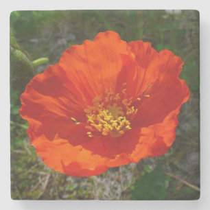Alaskan Red Poppy Colorful Blume Steinuntersetzer