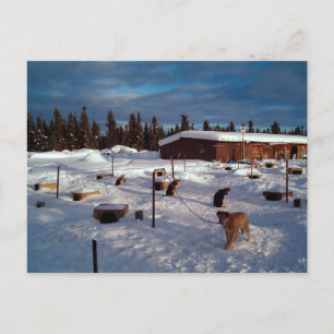 Alaskan Sled Dogs Postkarte