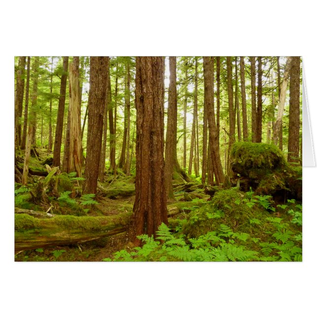 Alaskan Temperate Rainforest (Vorderseite (Horizontal))