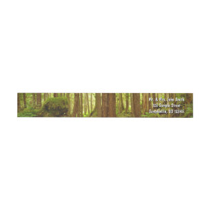 Alaskan Temperate Rainforest
