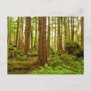 Alaskan Temperate Rainforest Postkarte