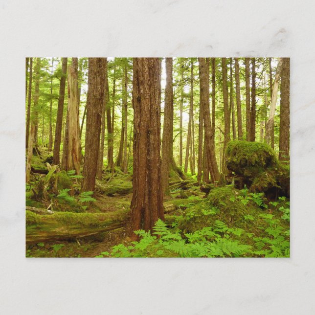 Alaskan Temperate Rainforest Postkarte (Vorderseite)