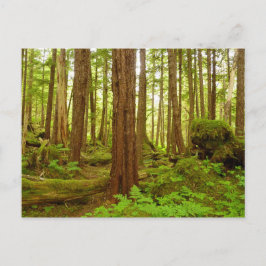 Alaskan Temperate Rainforest Postkarte