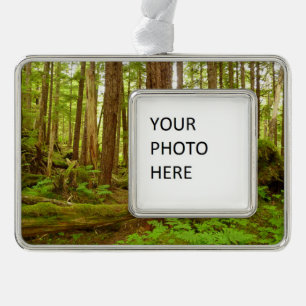 Alaskan Temperate Rainforest Rahmen-Ornament Silber