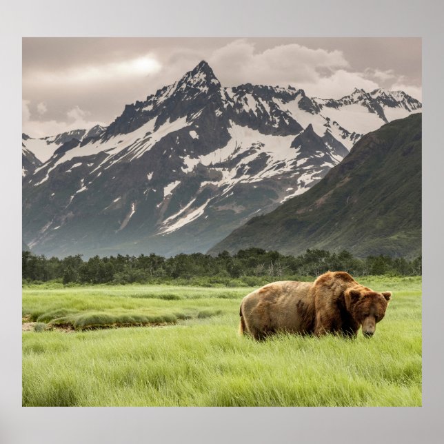 Alaskan Ufer, Grizzlybär Poster (Vorne)