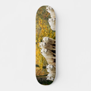 Alaskan White Wolves im Wald Skateboard