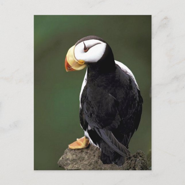 Alaskan Wildlife Postkarte (Vorderseite)