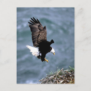 Alaskan Wildlife Postkarte