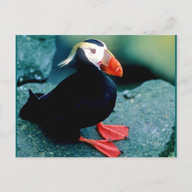 Alaskan Wildlife Postkarte (Vorderseite)