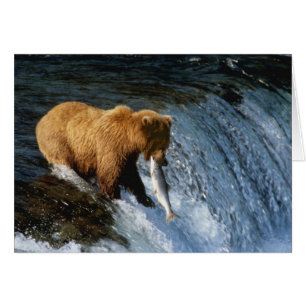 Alaskanischer Braunbär fängt Lachs bei Brooks