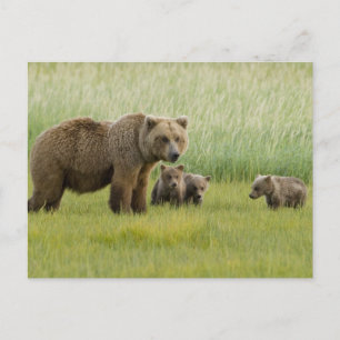 Alaskische Braunbärin und drei Junge, Ursus Postkarte