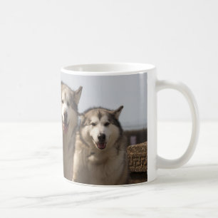 Alaskische Malamutes Tasse