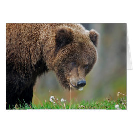 Alaskischer Braunbär, der Löwenzahn isst