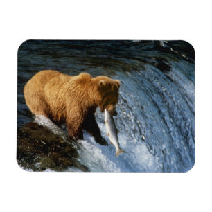 Alaskischer Braunbär fängt Lachs bei Brooks Magnet