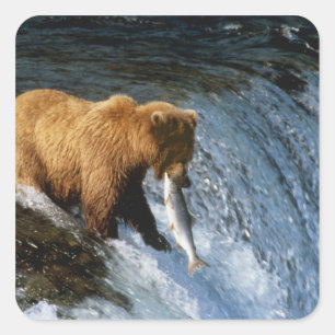 Alaskischer Braunbär fängt Lachs bei Brooks Quadratischer Aufkleber