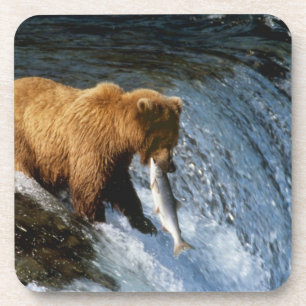 Alaskischer Braunbär fängt Lachs bei Brooks Untersetzer
