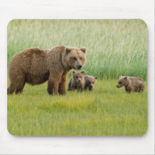 Alaskischer Braunbär mit Jungen auf einer Wiese Mousepad