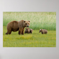 Alaskischer Braunbär mit Jungen auf einer Wiese