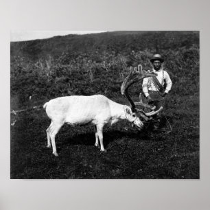 Alaskischer Eskimo und gefangengenommenes Ren Poster