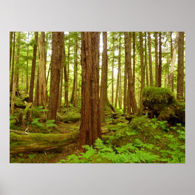 Alaskischer gemäßligter Regenwald Poster (Vorne)
